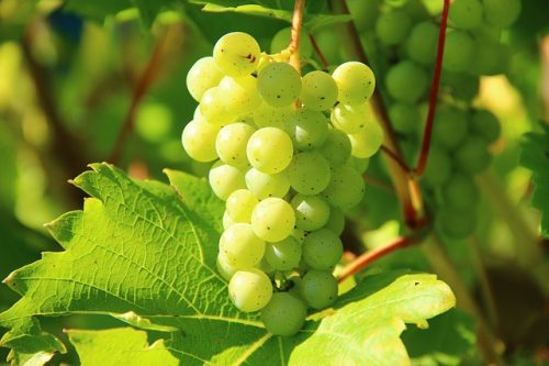 Uvas Cachos de uvas em amaurecimento