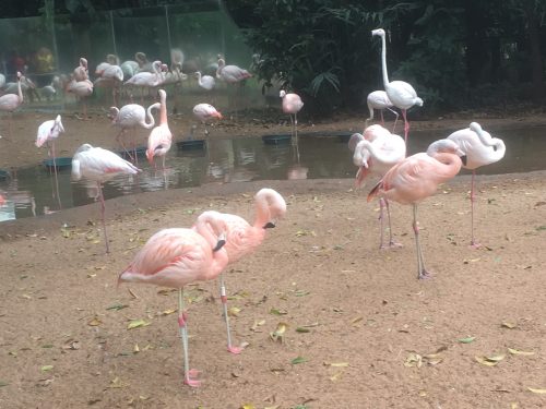 Flamingos Flamingos em Foz do Iguaçu