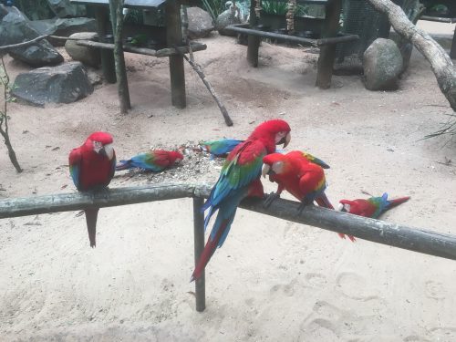 Araras Vermelhas Araras vermelhas no Parque das Aves