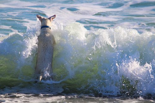 Viagem com cão Cão brincando no mar