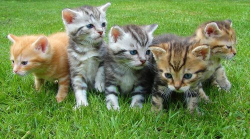 Gatos livres Gatos no gramado