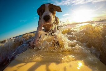 Viagem com pets: hospedagem, cruzeiros e mudança de fuso horário