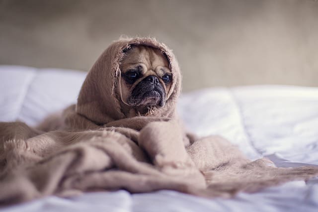 Pet deprimido Cão com cobertor na cama