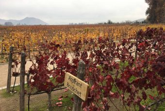 10 razões para fazer o tour à vinícola Concha Y Toro