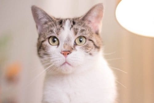 Cara de gato Relaxamento com a presença de gatos
