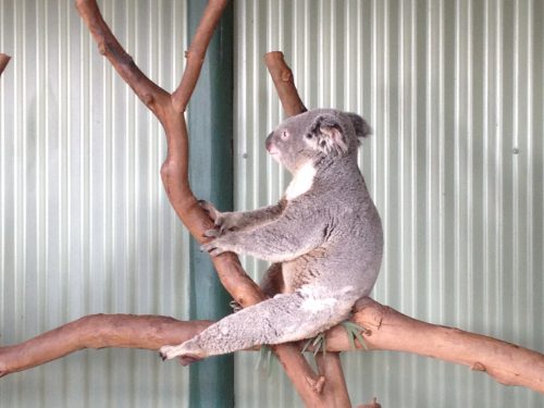 Coala na Austrália Coala no galho em Sydney