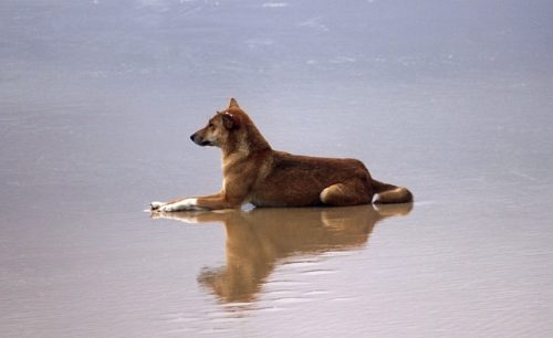 Dingo na praia Lobo australiano na praia