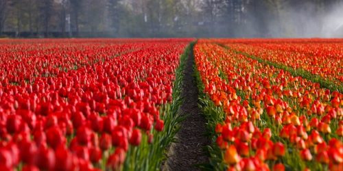Flores na Holanda Tulipas vermelhas e laranjas na Holanda