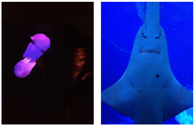 Aquário de Sydney Peixe luminoso e tubarão martelo