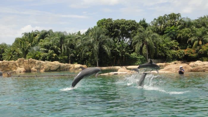 Golfinhos do Discovery Cove Três golfinhos saltando e vegetação ao fundo