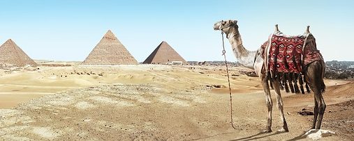 Camelo no deserto com pirâmides ao fundo