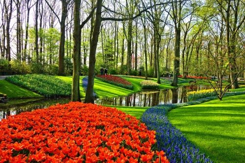 Campos de tulipas na Holanda