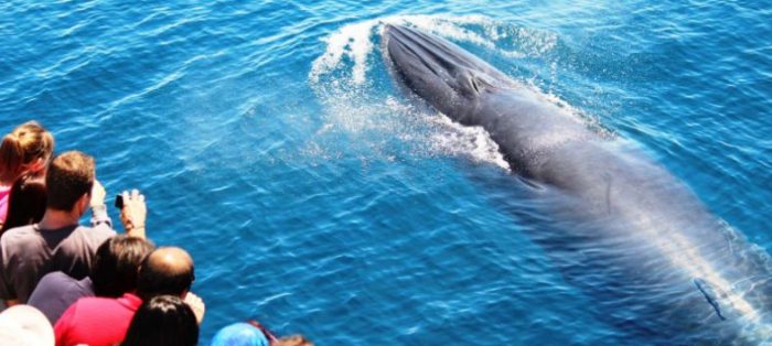 baleias em Auckland