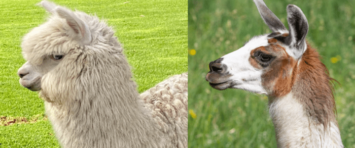 alpaca ou lhama
