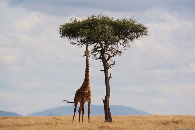 safari na africa do sul