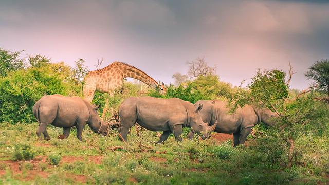 safári Kruger national park