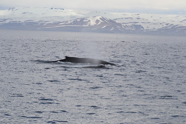 baleia islandia