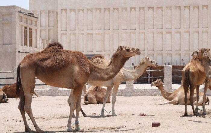 passeio de camelo no catar
