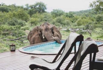 Onde ficar no Kruger Park: 5 lodges para amar