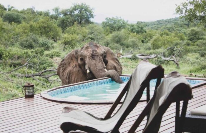 Elefantes em hotel na África