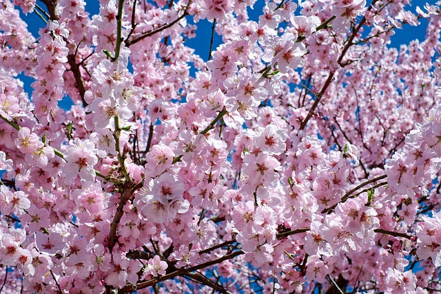 quando ver a flor de cerejeira no japao