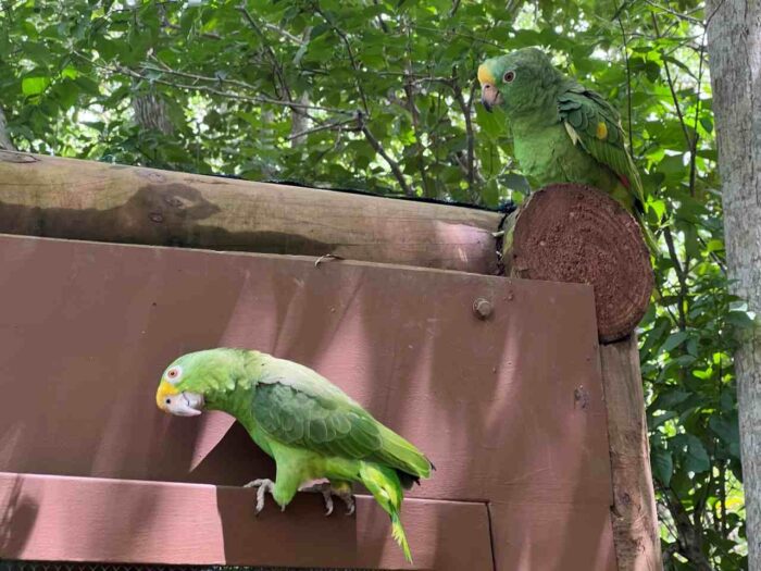 Aviário Nacional Colômbia