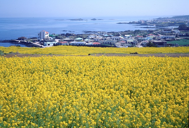 Ilha de Jeju