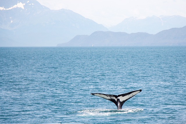 avistamento de baleia no alasca