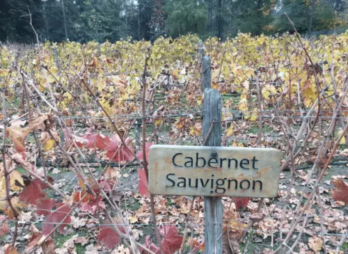 Cabernet Sauvignon Cabernet Sauvignon