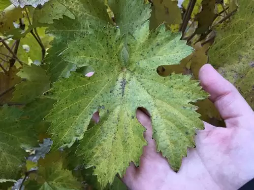 Folhas na parreira Folhagem nas parreiras da Concha Y Toro