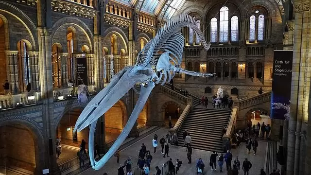 Como é o Museu de História Natural de Londres Museu de História Natural de Londres
