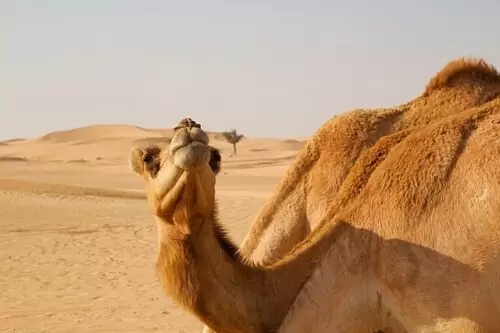 passeio de camelo Dubai