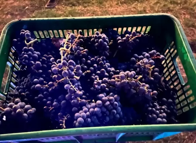 as melhores vinícolas do uruguai as melhores vinícolas do uruguai