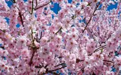 Os melhores países para viajar na primavera
