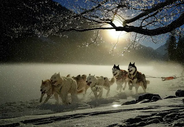 Dog sledding na frança Dog sledding na frança
